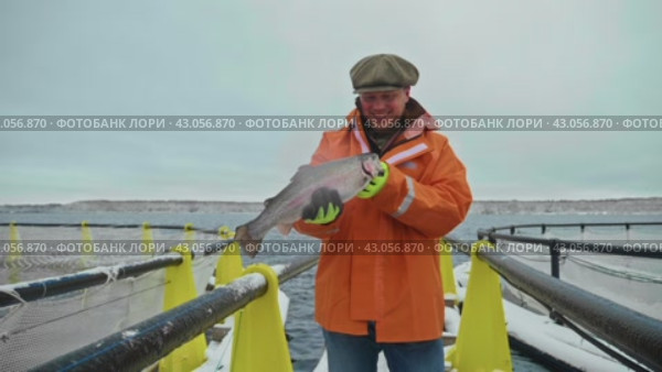 Harvesting the Cold Waters: An Angler Winter Prize at Fish Farm. Стоковое видео, видеограф Даниил Хабаров / Фотобанк Лори
