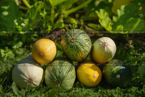 Harvesting zucchini. Different varieties of zucchini on the grass near the garden. Стоковое фото, фотограф Бежская Ольга Анатольевна / Фотобанк Лори