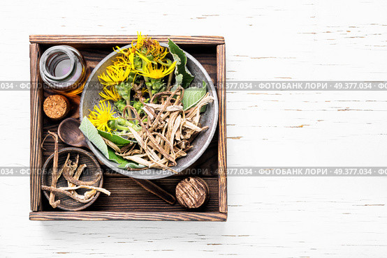 Healing elixir from the root of inula.Herbal naturopathic medicine. Root and tincture of elecampane. Стоковое фото, агентство Ingram Publishing / Фотобанк Лори