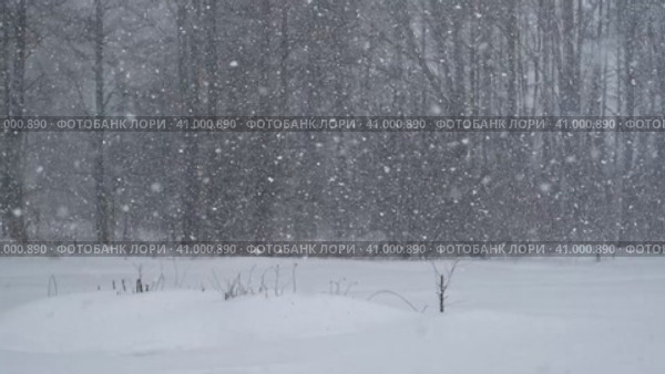 Heavy snowfall. Beautiful forest landscape of snow and blurred trees. Gently falling snow flakes. Bad snowy weather cold day. Winter nature background. Nobody, No People, Super Slow motion. Snowstorm. Стоковое видео, видеограф Марина Демидюк / Фотобанк Лори