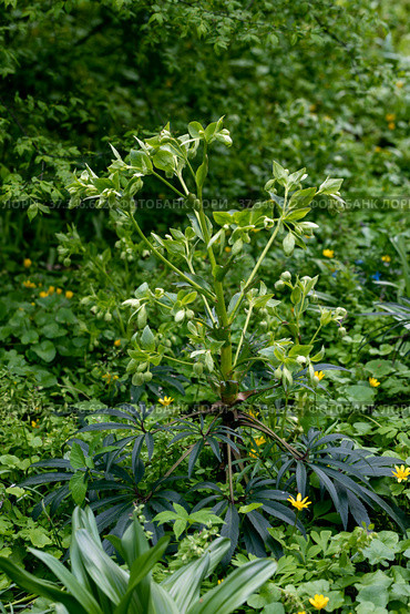 Helleborus foetidus grows and blooms in the garden in spring. Стоковое фото, фотограф Ольга Сейфутдинова / Фотобанк Лори