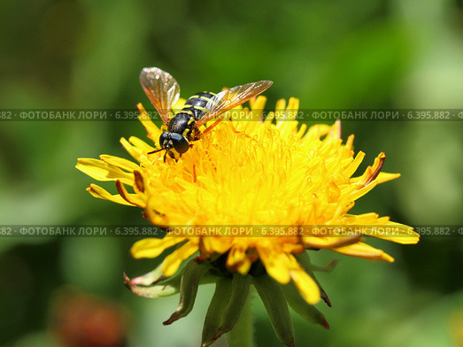 Helophilus pendulus, семейство мухи журчалки (Syrphidae) на цветке одуванчика. Стоковое фото, фотограф Григорий Писоцкий / Фотобанк Лори
