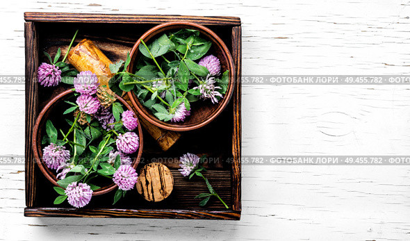 Herbal medicine.Clover or trefoil flower medicinal herbs.Healing herbs. Clover in herbal medicine. Стоковое фото, агентство Ingram Publishing / Фотобанк Лори