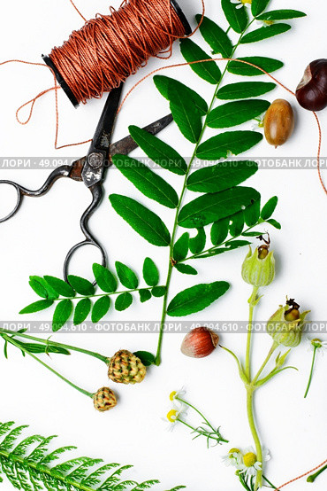 Herbarium of field of wild foliage. Herbarium applique with field of wild flowers and plants on white background. Стоковое фото, агентство Ingram Publishing / Фотобанк Лори