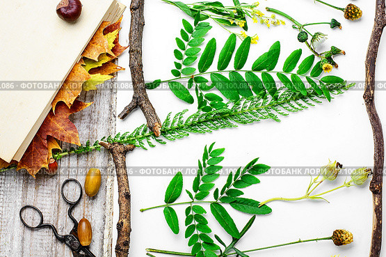 Herbarium of plants. Leaves and flowers laid out on white sheet for the preparation of herbarium. Стоковое фото, агентство Ingram Publishing / Фотобанк Лори