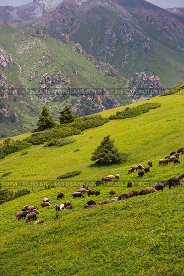 Herd of sheeps in the Tian Shan mountains in Kyrgyzstan. Стоковое фото, фотограф Юлия Белоусова / Фотобанк Лори