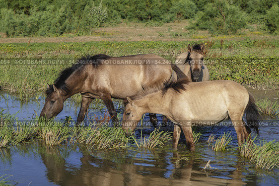 Herd of Wild Konik or Polish primitive horse at the watering hole. Стоковое фото, фотограф Некрасов Андрей / Фотобанк Лори