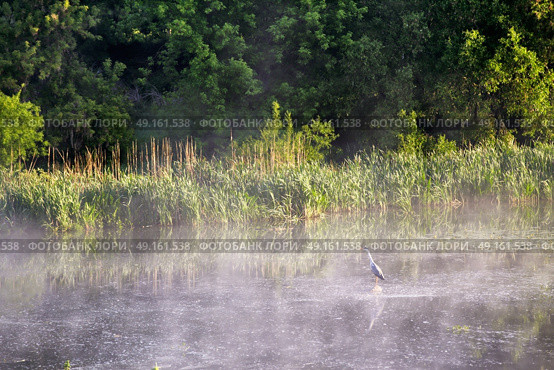 Heron on misty morning on the river. Bird frog pecker wildlife. Стоковое фото, агентство Ingram Publishing / Фотобанк Лори
