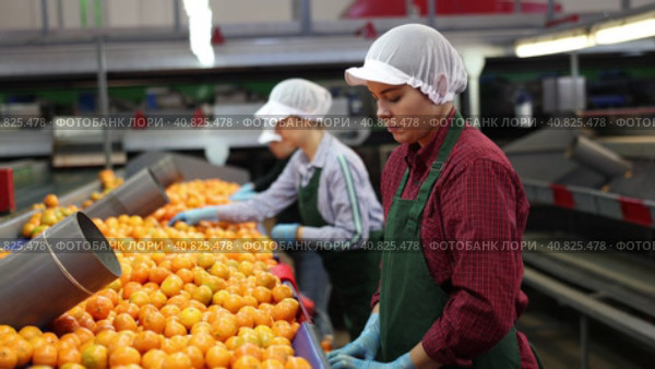 High angle view of group of people working in citrus processing factory. Female workers sorting tangerines on conveyor line, young man helper stacking boxes of selected fruits. Стоковое видео, видеограф Яков Филимонов / Фотобанк Лори