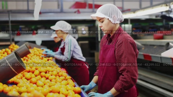 High angle view of group of people working in citrus processing factory. Female workers sorting tangerines on conveyor line, young man helper stacking boxes of selected fruits. Стоковое видео, видеограф Яков Филимонов / Фотобанк Лори