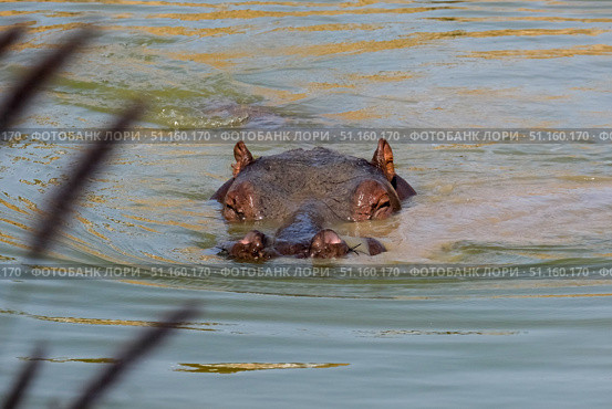 Hippopotamus or hippo (lat.- Hippopotamus amphibius) Стоковое фото, фотограф Irina Opachevsky / Фотобанк Лори