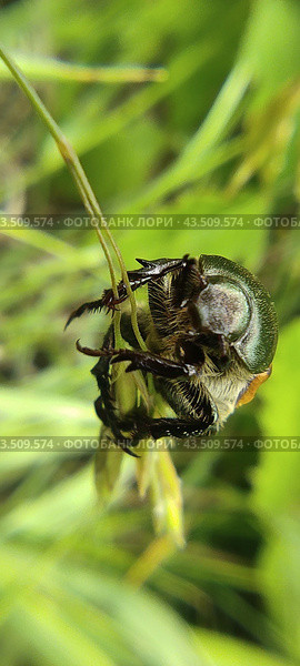 Хлебный жук (Anisoplia austriaca) Стоковое фото, фотограф Роман Загиров / Фотобанк Лори