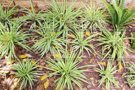 Хлорофитум хохлатый (Chlorophytum comosum) Стоковое фото, фотограф Светлана Зотеева / Фотобанк Лори