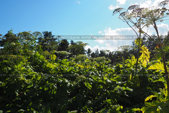 Hogweed, Cow Parsnip, Heracleum sphodylium. One of our favourite wild foods with three edible crops but because of the phototoxicity of Giant Hogweed, Heracleum mantegazzianum, you can be wary of it. Стоковое фото, фотограф Юлия Петровская / Фотобанк Лори