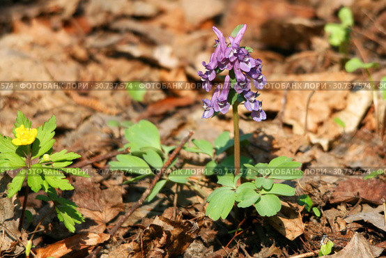 Хохлатка плотная (хохлатка Галлера, Corydalis solida, Corydalis halleri), ветреница лютичная (Anemone ranunculoides), цветущие растения. Филевский парк, город Москва (2019 год). Стоковое фото, фотограф Щеголева Ольга / Фотобанк Лори