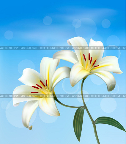 Holiday background with two white lilies. Vector. . Стоковая иллюстрация, агентство Ingram Publishing / Фотобанк Лори