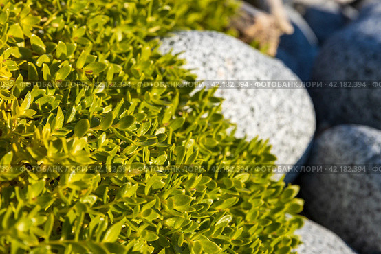 Honckenya peploides (sea sandwort or seaside sandplant). Plant among the stones on the seashore close-up. Natural background. Shallow depth of field. Стоковое фото, фотограф Андрей Степанов / Фотобанк Лори