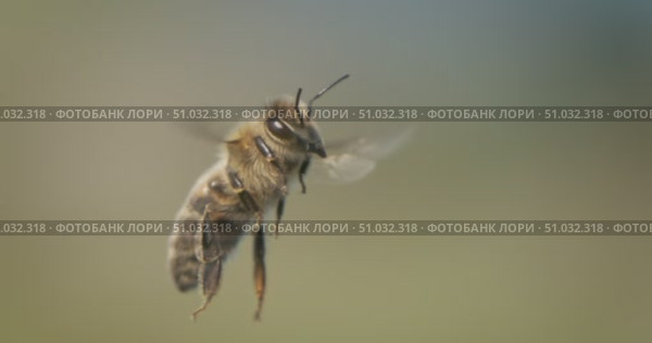 Honey bee fly in a super slow motion. Shot on super slow motion camera 1600 fps. Bees are best known to humans for their ecological roles as pollinators. Стоковое видео, видеограф Андрей Армягов / Фотобанк Лори