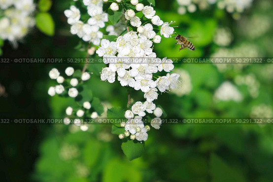 Honey bee on a white flowers. Bees collecting nectar and pollen on blooming branch. Close up of blossoms of a Spiraea. Flying Honeybee pollinating flowers on spring sunny day. Animal insect wildlife. Стоковое фото, фотограф Марина Демидюк / Фотобанк Лори
