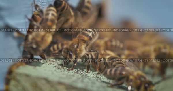 Honey bees cool the hive in hot weather in a super slow motion. Shot on super slow motion camera 1600 fps. Bees are best known to humans for their ecological roles as pollinators. Стоковое видео, видеограф Андрей Армягов / Фотобанк Лори