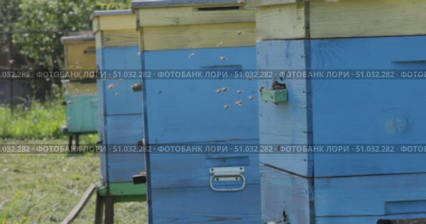 Honey bees fly near a beehive. Bees are best known to humans for their ecological roles as pollinators. Honey bees flying into wooden beehives. Стоковое видео, видеограф Андрей Армягов / Фотобанк Лори