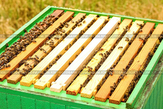 Honey super with frames at apiary. Стоковое фото, фотограф Pixel_shot / Фотобанк Лори