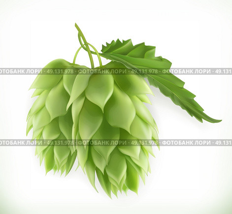 Hop plant 3d vector icon. Стоковая иллюстрация, агентство Ingram Publishing / Фотобанк Лори