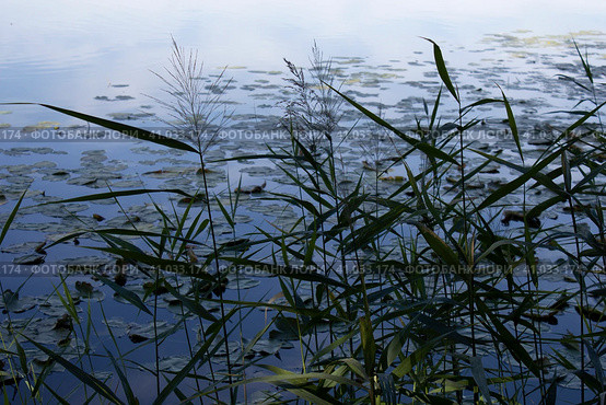 Horizontal photo of a common reed growing near a lake in the evening (2020 год). Стоковое фото, фотограф Попова Ольга / Фотобанк Лори