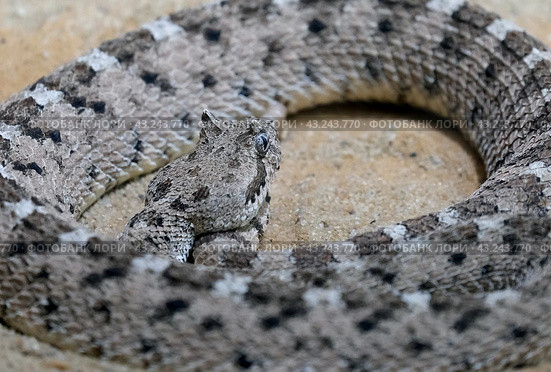 Horned rattlesnake or sidewinder rattlesnake (lat.- Crotalus cerastes) Стоковое фото, фотограф Irina Opachevsky / Фотобанк Лори