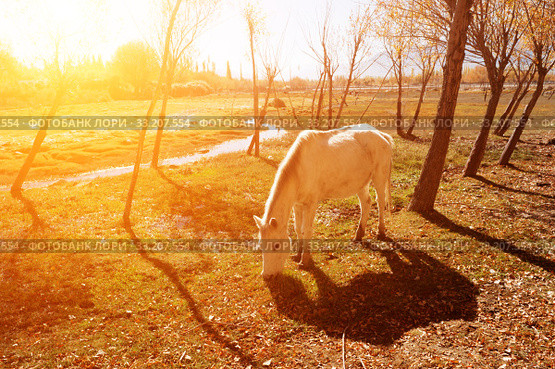 Horse eating grass at Holy Fish Pond. Стоковое фото, фотограф Wong Sze Fei / PantherMedia / Фотобанк Лори