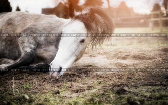 Horse rolling on pasture at sunset nature background. Стоковое фото, агентство Ingram Publishing / Фотобанк Лори
