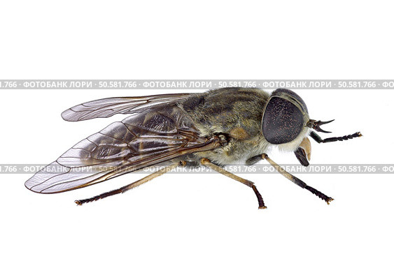 Horsefly isolated on a white background (Tabanus sp.) Стоковое фото, агентство Ingram Publishing / Фотобанк Лори