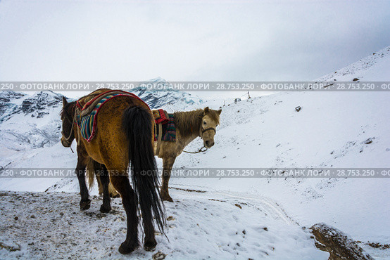 Horses on the torong La pass, Nepal. Стоковое фото, фотограф Валерий Смирнов / Фотобанк Лори