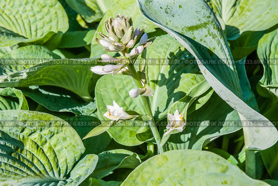 Хоста (Hosta), или Функия (Funkia) Стоковое фото, фотограф Алёшина Оксана / Фотобанк Лори
