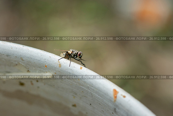 Housefly, outdoors, close-up. Стоковое фото, фотограф Елена Вишневская / Фотобанк Лори