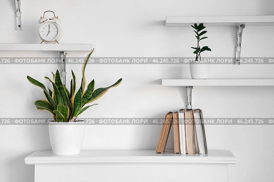 Houseplant and books on mantelpiece near white wall. Стоковое фото, фотограф Pixel_shot / Фотобанк Лори