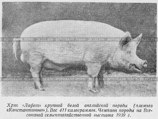 Хряк "Лафет" крупной белой английской породы (племсовхоз "Константиново"). Вес 411 килограммов.  Чемпион породы на Всесоюзной сельскохозяйственной выставке 1939 года. Стоковая иллюстрация, иллюстратор Макаров Алексей / Фотобанк Лори