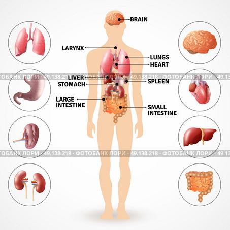 Human Anatomy Organs . Medical poster depicting human anatomy internal organs on light background flat vector illustration . Стоковая иллюстрация, агентство Ingram Publishing / Фотобанк Лори