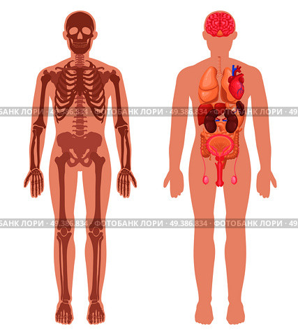 Human anatomy set with skeleton structure and internal organs in male body isolated vector illustration. Human Anatomy Set. Стоковая иллюстрация, агентство Ingram Publishing / Фотобанк Лори