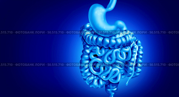 Human Digestion system as organs for breaking down food absorbing nutrients and eliminating waste and stomach disorders as intestine and colon large intestines with 3D illustration elements. Стоковое фото, агентство Ingram Publishing / Фотобанк Лори
