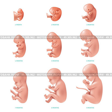 Human Fetus Inside Icon Set. Colored and isolated human fetus inside set development of pregnancy week by week vector illustration. Стоковая иллюстрация, агентство Ingram Publishing / Фотобанк Лори