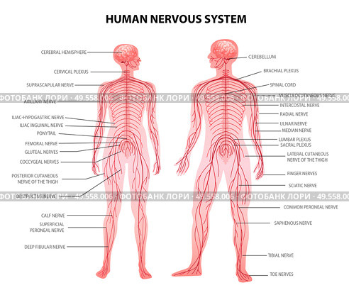 Human male female body central and peripheral nervous system realistic physiology educative chart anatomical terminology vector illustration. Стоковая иллюстрация, агентство Ingram Publishing / Фотобанк Лори