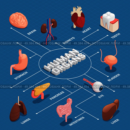 Human organs anatomy isometric flowchart with pancreas stomach liver heart eye tooth lungs brain kidneys vector illustration . Human Organs Isometric Flowchart. Стоковая иллюстрация, агентство Ingram Publishing / Фотобанк Лори