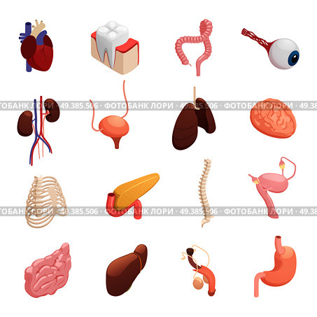 Human organs anatomy isometric icons collection with heart liver lungs brain stomach bladder intestine isolated vector illustration . Human Organs Isometric Icons . Стоковая иллюстрация, агентство Ingram Publishing / Фотобанк Лори