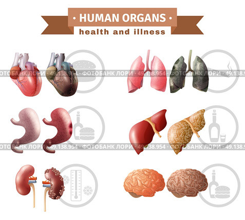 Human Organs Heath Risks Medical Poster. Human organs health risk factors icons composition medical poster with hart liver brain and lungs educative vector illustration . Стоковая иллюстрация, агентство Ingram Publishing / Фотобанк Лори