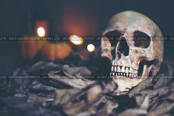 Human skull, Halloween concept, vintage filter image. Стоковое фото, агентство Ingram Publishing / Фотобанк Лори
