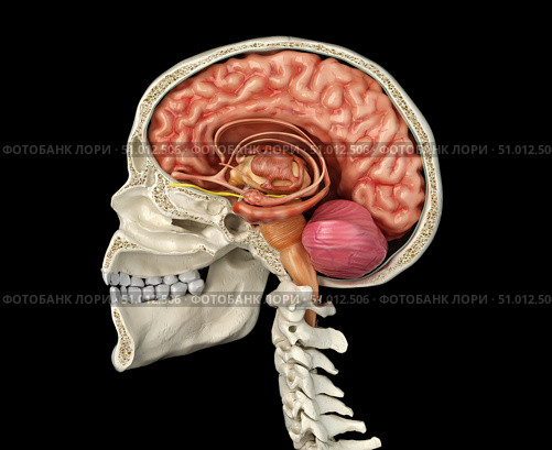 Human skull mid sagittal cross-section with brain. Стоковое фото, фотограф Leonello Calvetti/Stocktrek Images / ТАСС / Фотобанк Лори