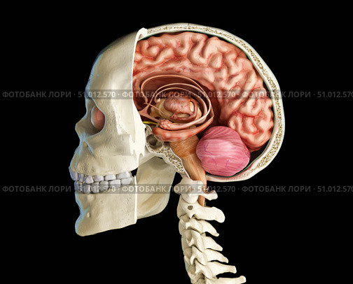 Human skull mid sagittal cross-section with brain. Стоковое фото, фотограф Leonello Calvetti/Stocktrek Images / ТАСС / Фотобанк Лори