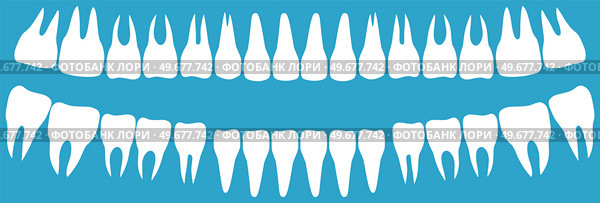 Human tooth crown and root. Two rows of upper and lower teeth. Molars and anterior teeth, outline of bones of oral cavity. Oral hygiene, dental care, medicine concept. Structure of human jaw. Molars and anterior teeth, outline of bones of oral cavity. Human tooth crown and root in jaw. Стоковая иллюстрация, агентство Ingram Publishing / Фотобанк Лори