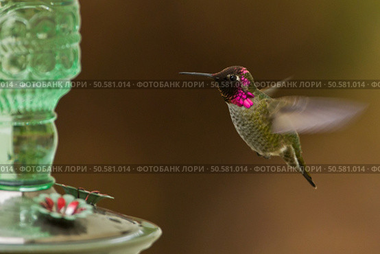 Hummingbird and feeder.  Side view of hummingbird hovering next to a bird feeder. . Стоковое фото, агентство Ingram Publishing / Фотобанк Лори